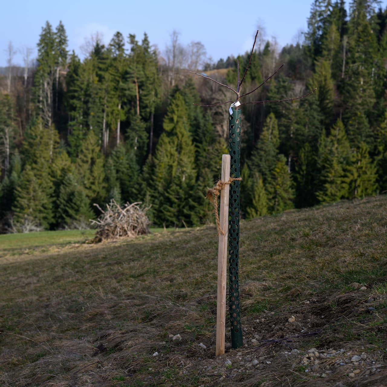 Apfelbaum Nr. 54 – Image 2