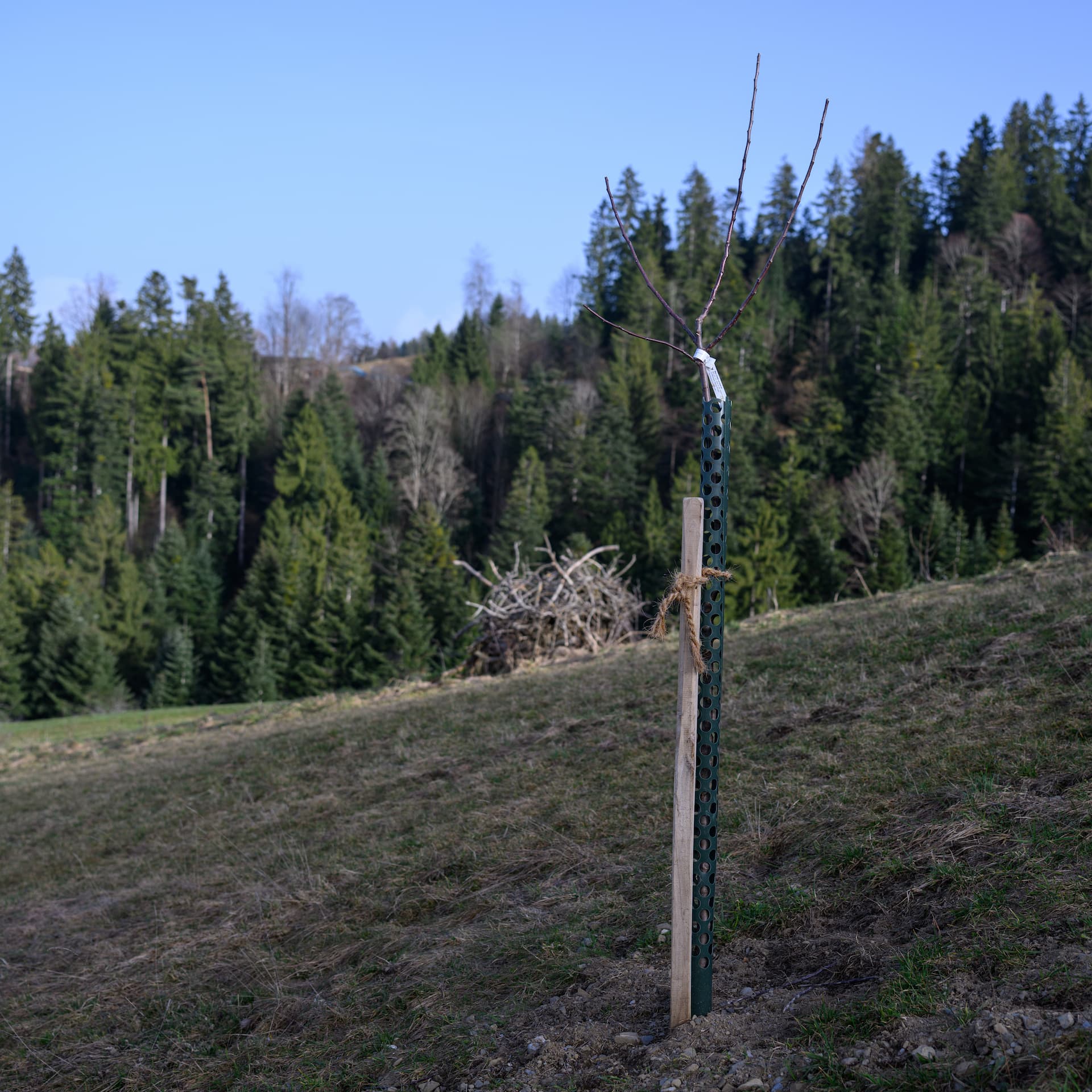 Apfelbaum Nr. 56 – Image 2