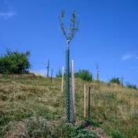 Apfelbaum Nr. 48 – Image 1