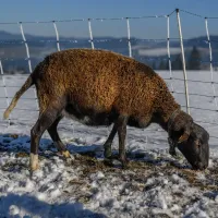 Schaf Shaun – Image 1