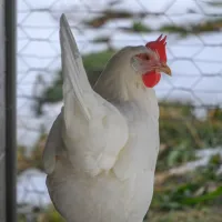 Huhn Trudy – Image 1