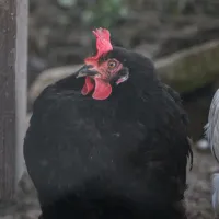 Huhn Miss Blacky – Image 1