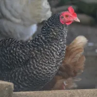 Huhn Gertrud – Image 1