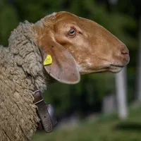 Schaf Frieda – Image 1
