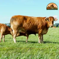 Sifa Farm Fresh Cow Share – Image 2