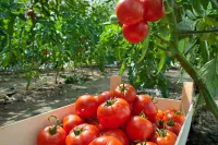 Garden to Table: Spring Planting & Preservation Mastery – March 27-31, 2027