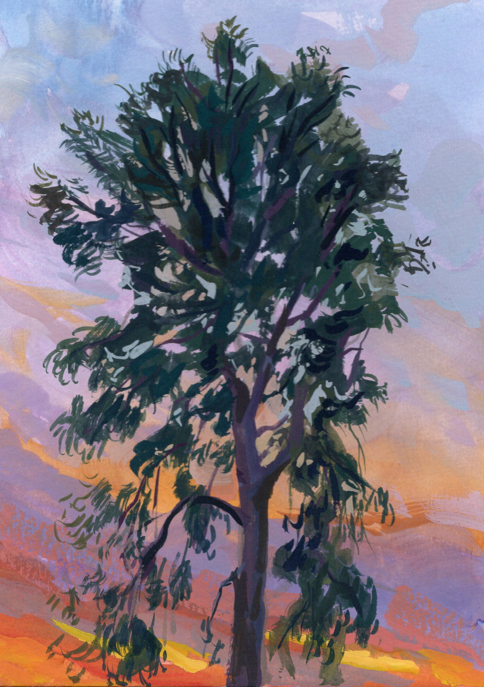 Eucalyptus at Sunset – Image 1