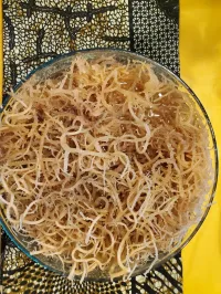 (10lb) Wildcrafted Full Spectrum African Sea Moss (Eucheuma Spinosum) – Image 2