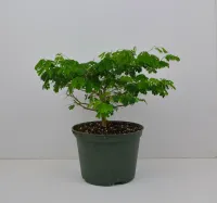 Brazilian rainforest tree 6" in grower pot – Image 1