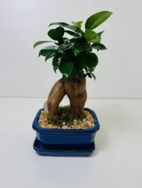 Ficus Ginseng 5" – Image 1
