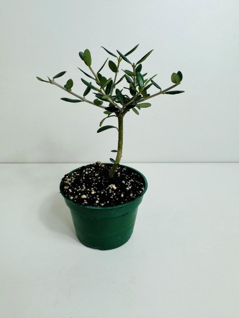 European Olive 4" grower pot – Image 1