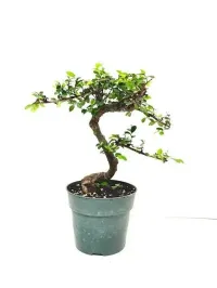 Chinese elm 5" in grower pot – Image 2
