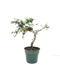 Chinese elm 5" in grower pot – Image 1