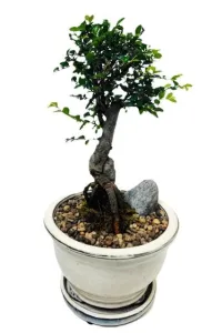 Chinese elm 8" in cascade pot – Image 1