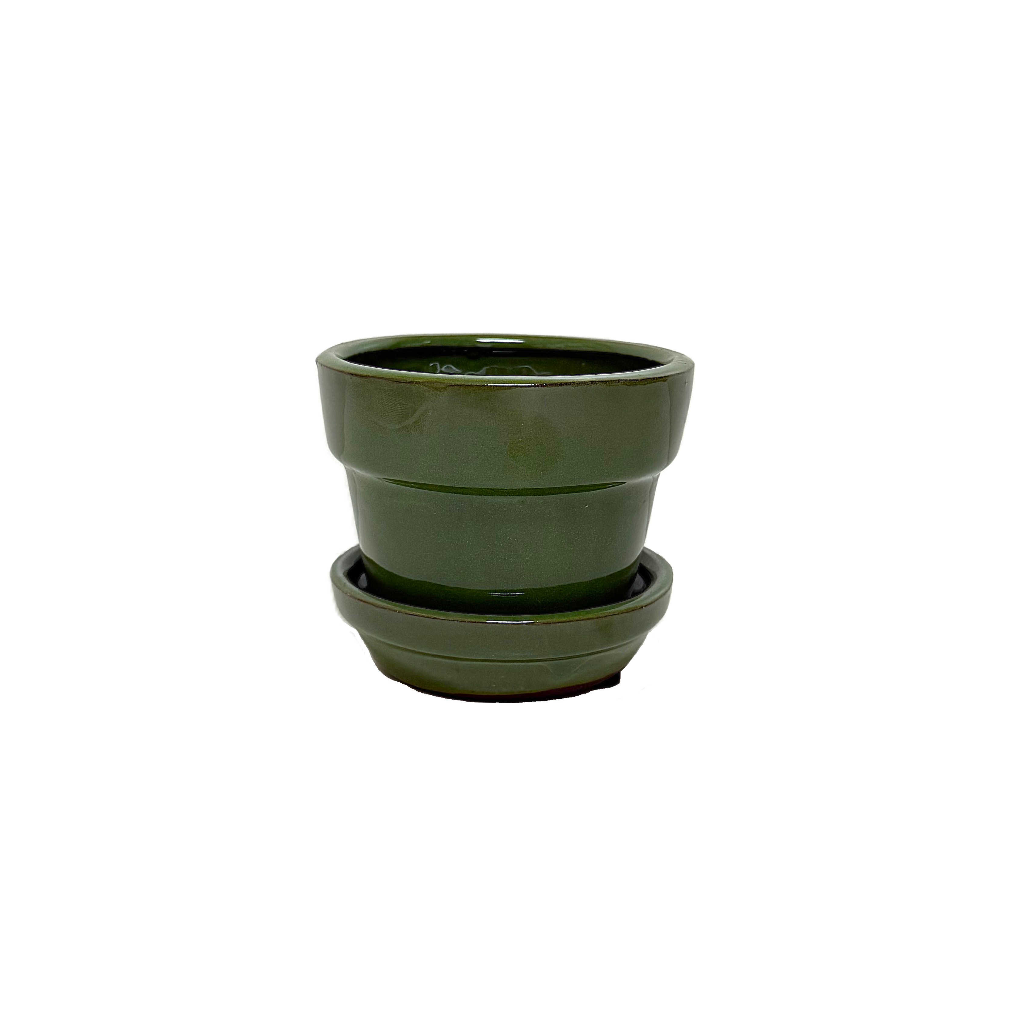 African violets pot GFAS06A 6" 6 in case – Image 3