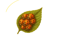 Ladybugs for Release – Image 1