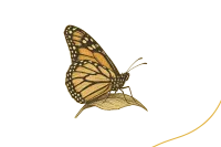 Single Butterfly for Release – Image 1