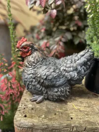 Charming Hen Companions for Your Garden – Image 3