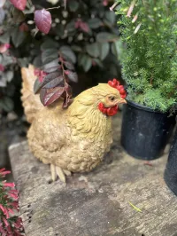 Charming Hen Companions for Your Garden –  Light Brown 