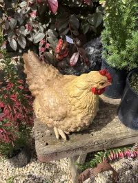 Charming Hen Companions for Your Garden – Image 1