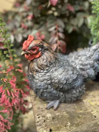 Charming Hen Companions for Your Garden – Grey Brown