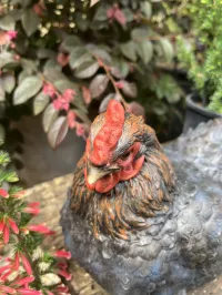 Charming Hen Companions for Your Garden – Image 4