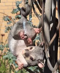 Playful Possum Garden Ornament – Image 2