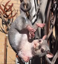 Playful Possum Garden Ornament – Image 1