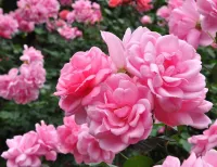 Calming Balance Gel – Image 4