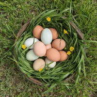 Ranch Fresh Eggs – Image 1