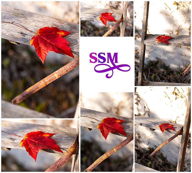 Stock Set - Red Fall Leaves – Image 1