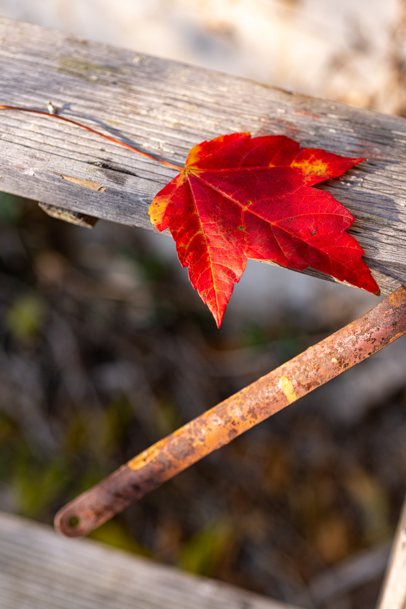 Stock Set - Red Fall Leaves – Image 3