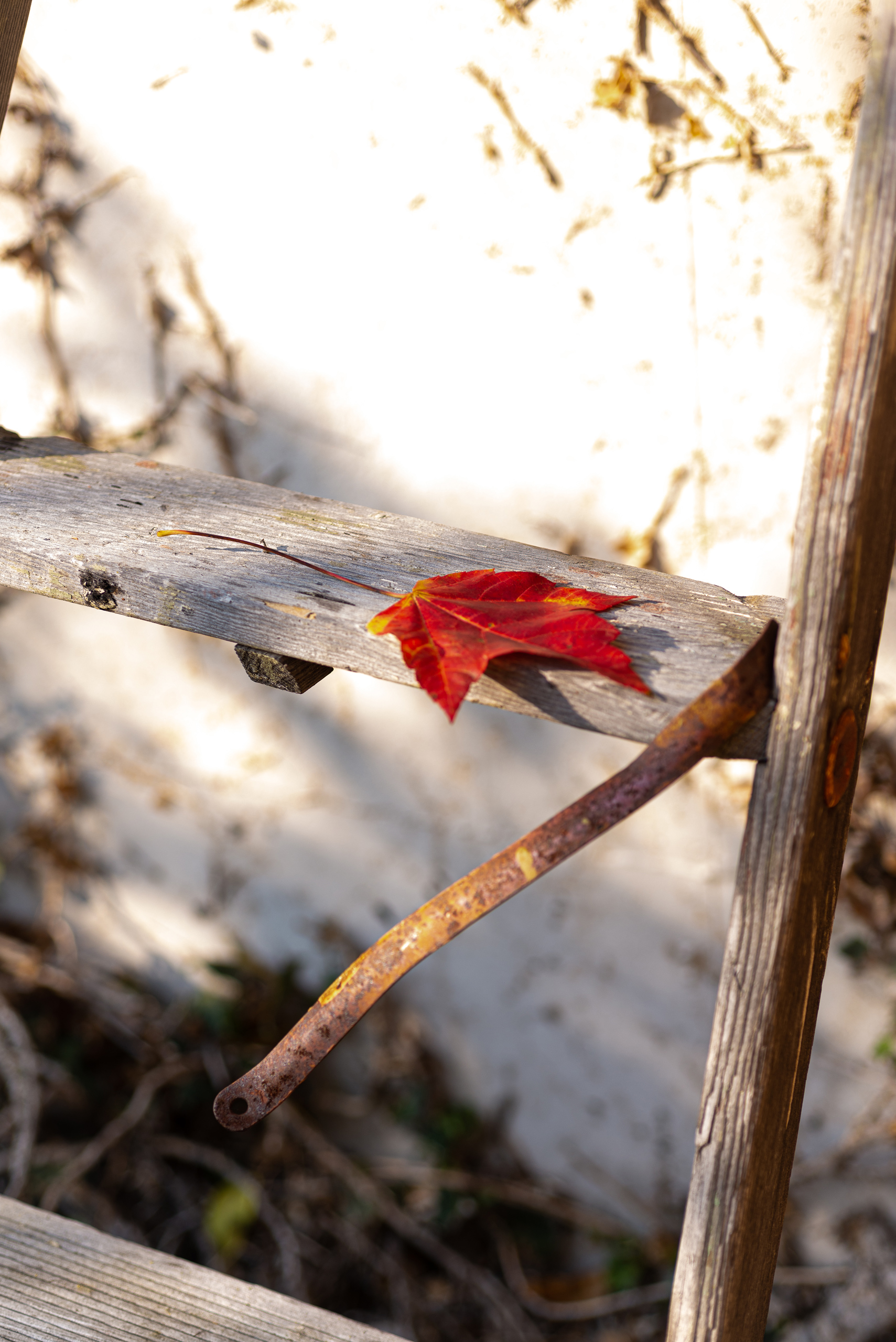 Stock Set - Red Fall Leaves – Image 6