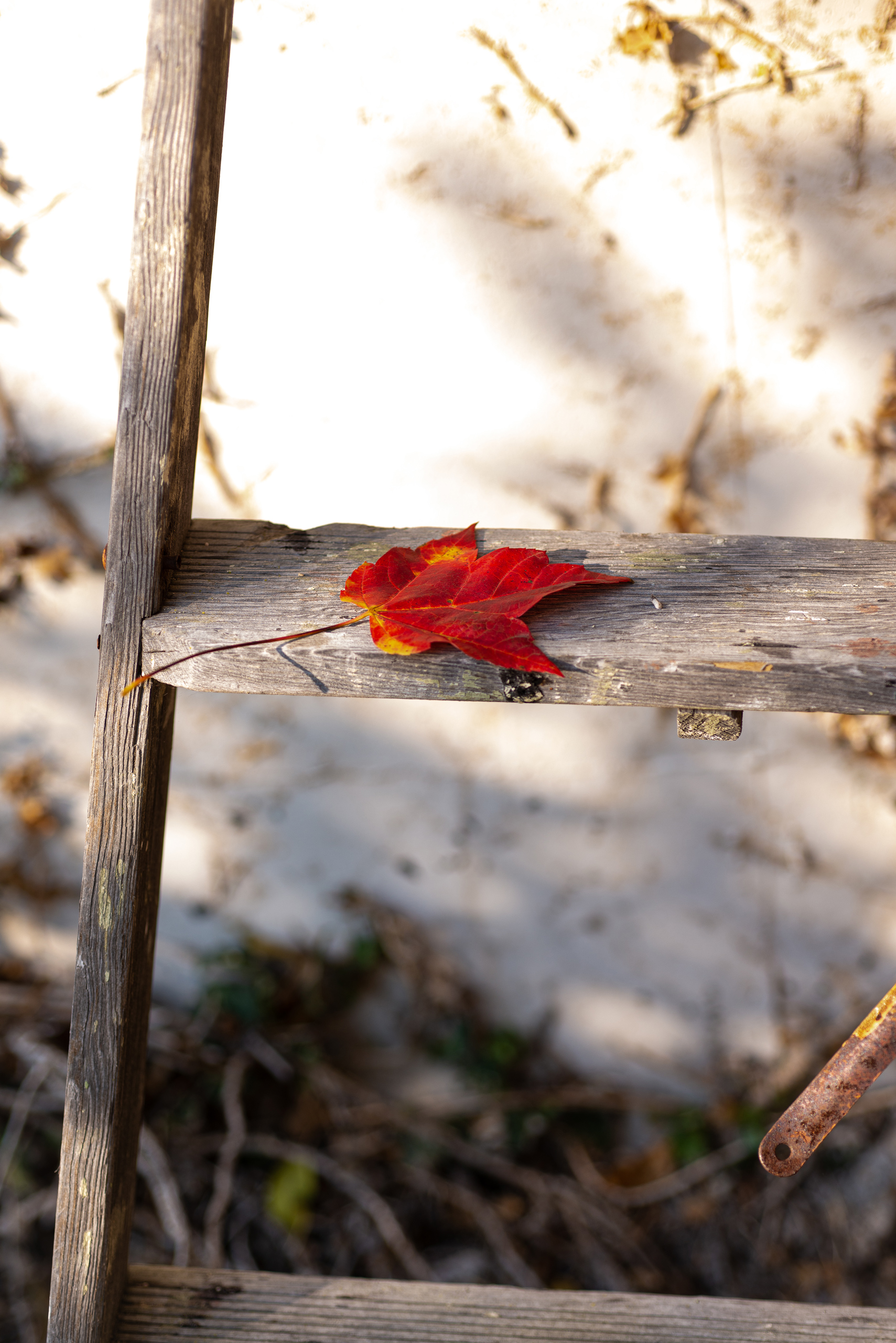 Stock Set - Red Fall Leaves – Image 7