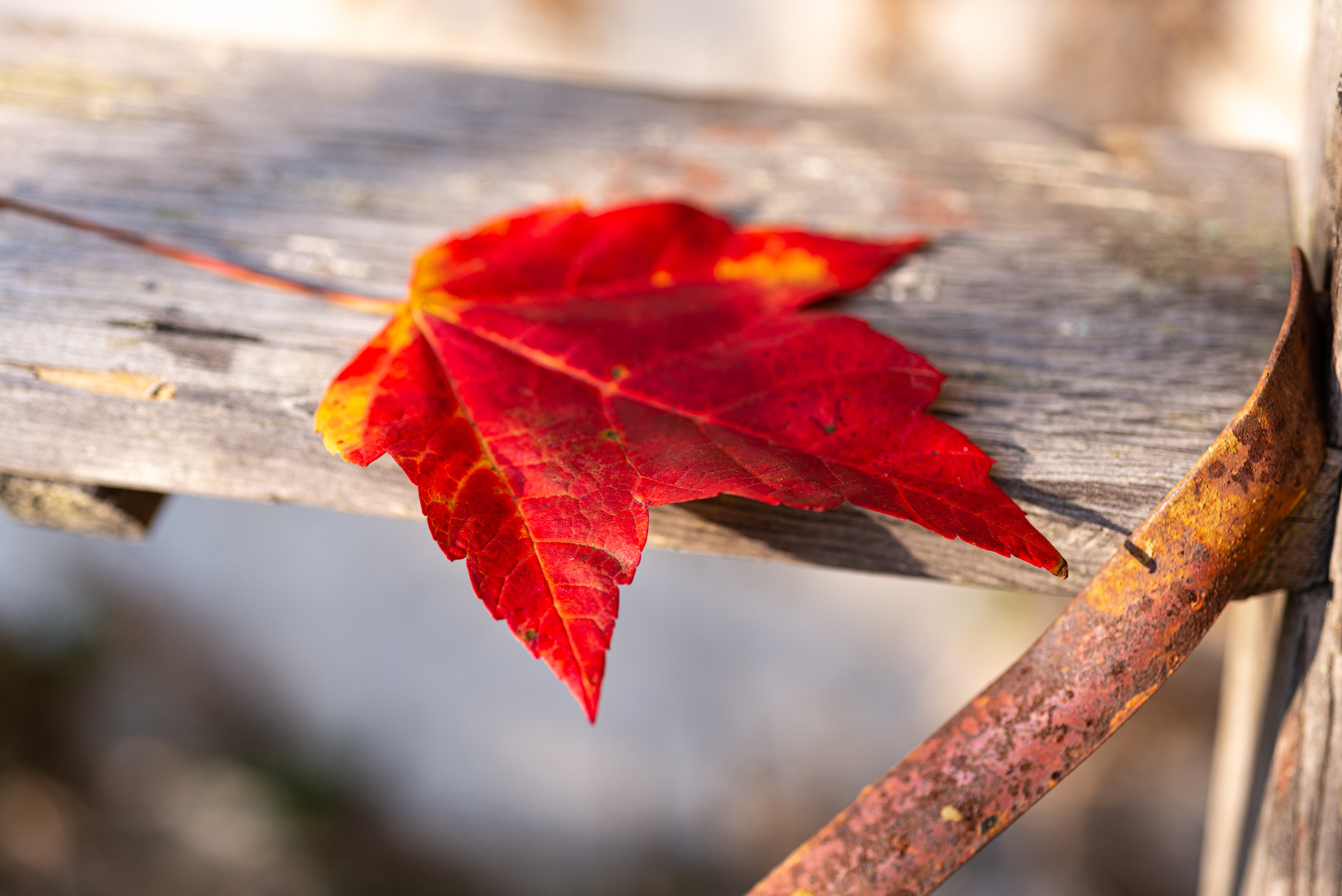 Stock Set - Red Fall Leaves – Image 2