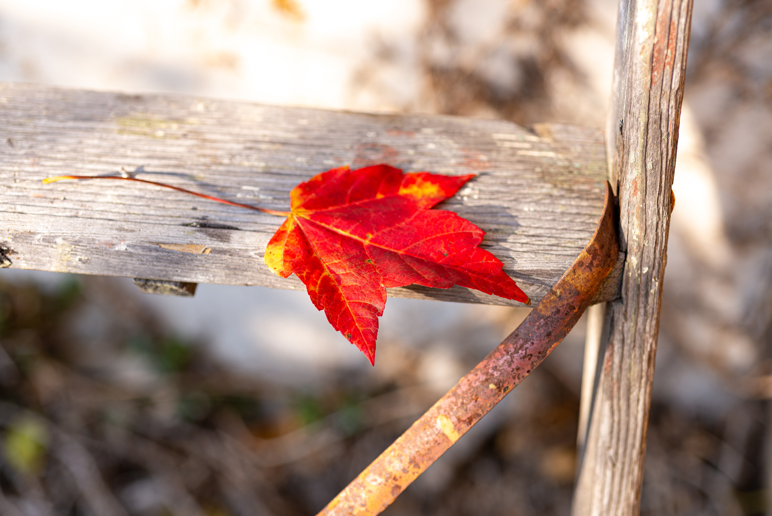 Stock Set - Red Fall Leaves – Image 5