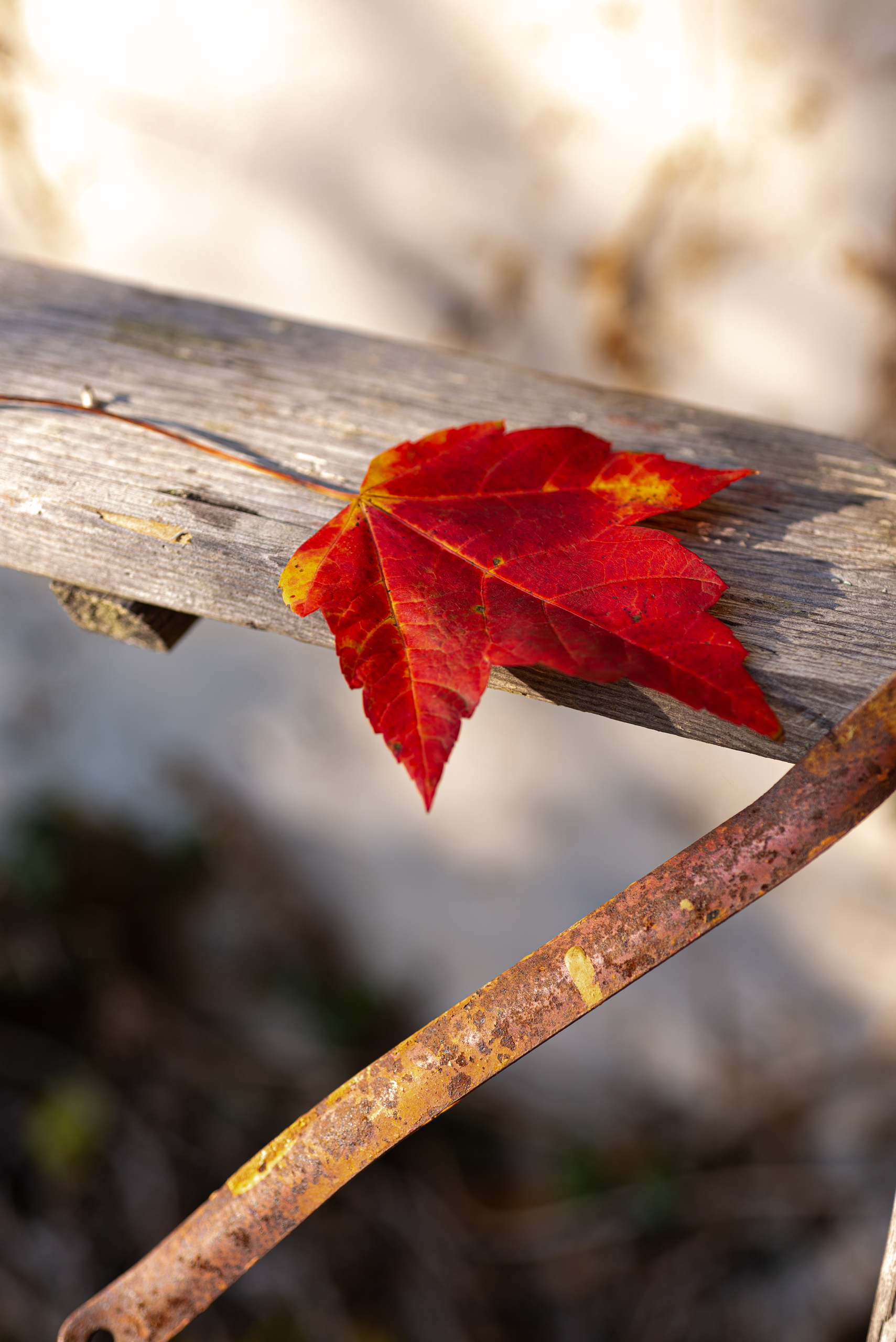 Stock Set - Red Fall Leaves – Image 4
