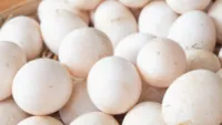 Duck Eggs – Image 1