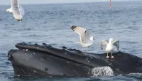 Boston Whale Watch Tour - Jul 20 – Image 2