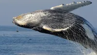 Boston Whale Watch Tour - Jul 20 – Image 1