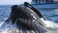 Boston Whale Watch Tour - Jul 20 – Image 4