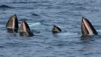 Boston Whale Watch Tour - Jul 20 – Image 3