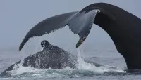 Boston Whale Watch Tour - Jul 20 – Image 5
