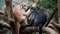 The Bronx Zoo - Jul 9 – Image 2