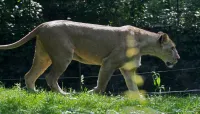 The Bronx Zoo - Jul 9 – Image 4