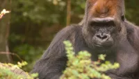 The Bronx Zoo - Jul 9 – Image 5
