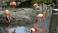 The Bronx Zoo - Jul 9 – Image 3