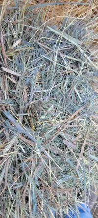 Good Grass – Image 1