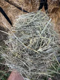 Good Grass – Image 2