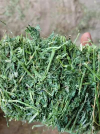 Alfalfa 150 RFV – Image 1